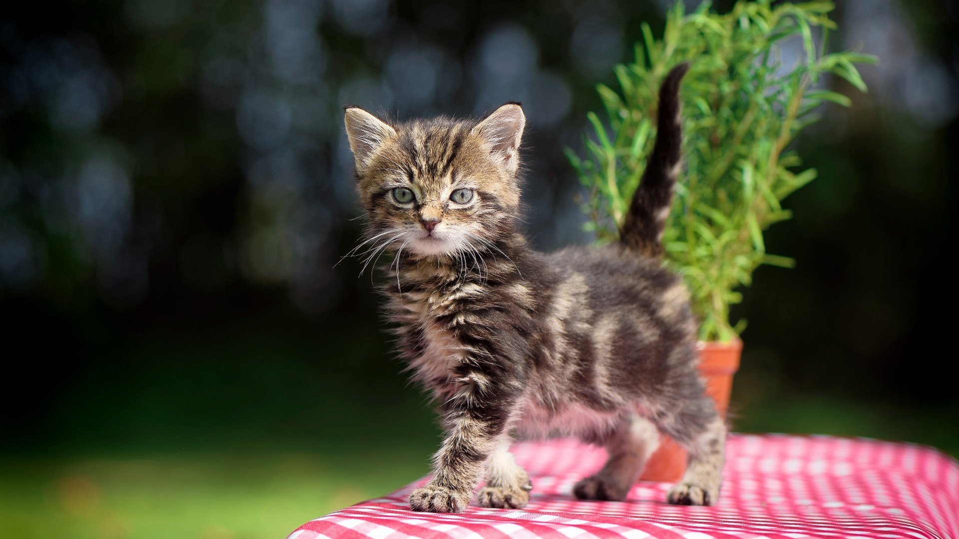 德国女子场地自行车选手在竞速赛中获得第七名，德国自行车展2019