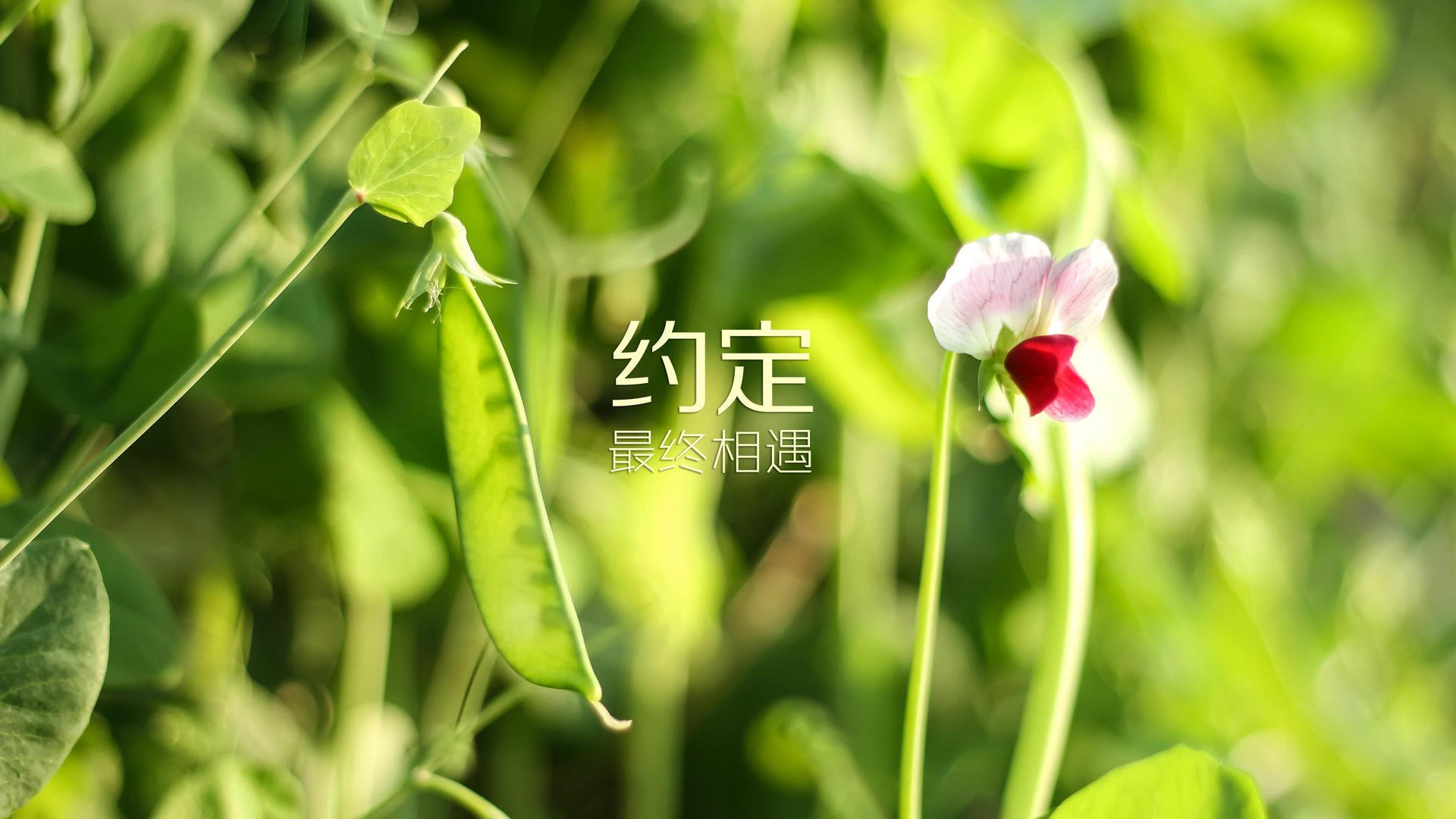 _知名企业冠名:商业合作推动运动普及_,商业合作的意思