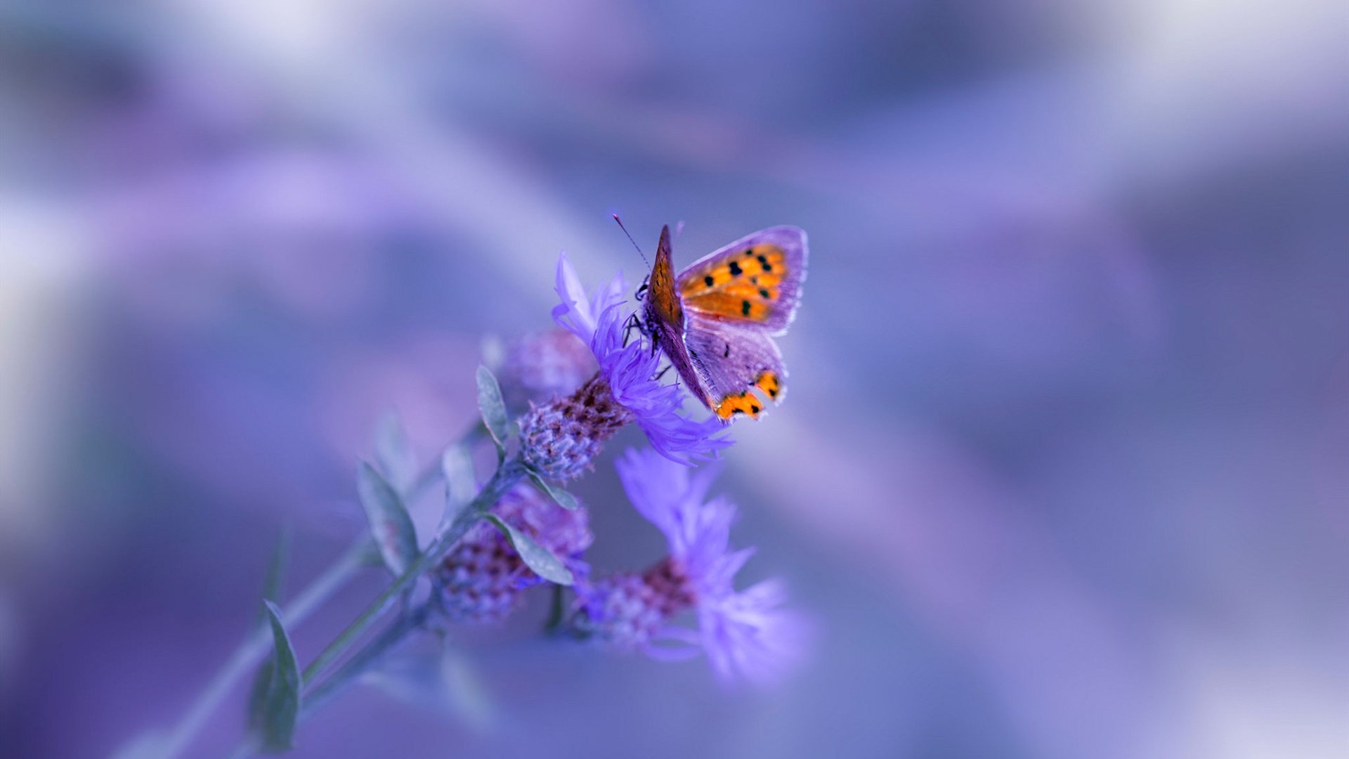 kaiyun开云入口平台-《CS_GO国际邀请赛，历届冠军争雄全场嗨翻》，csgo的国际赛事