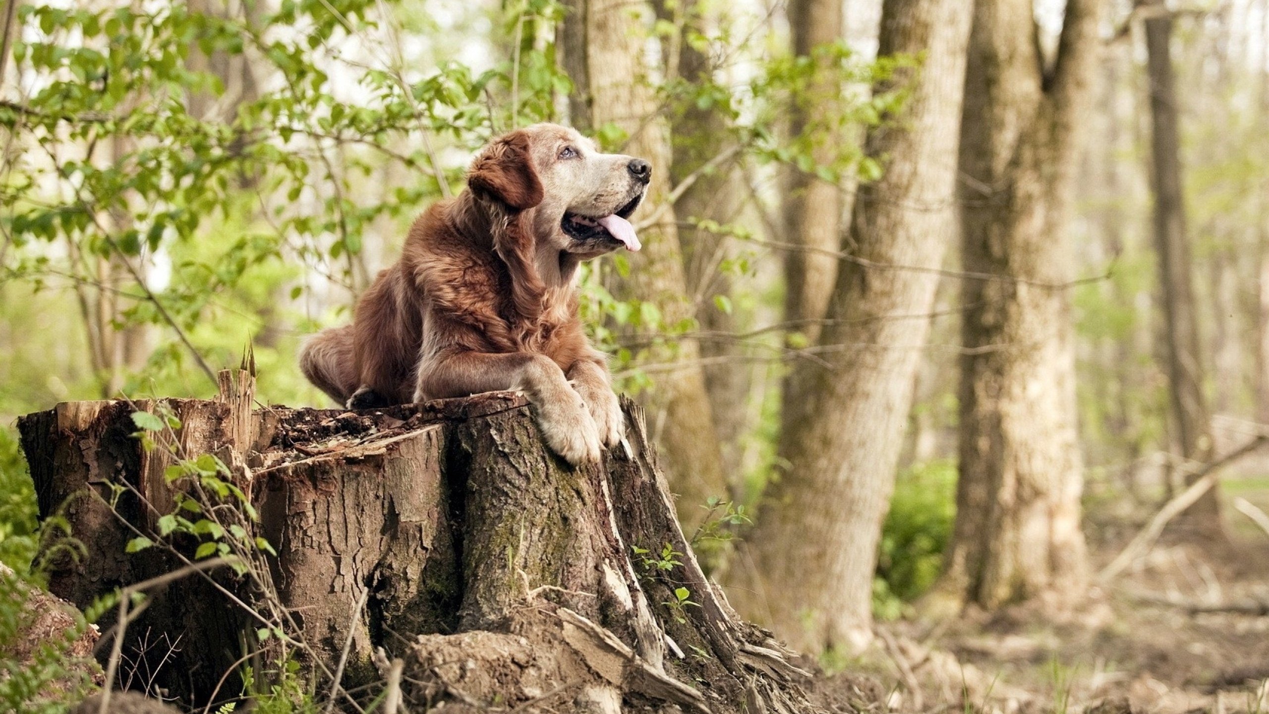 世界极限攀爬巡回赛，攀上未知的巅峰荣光，极限攀爬第一人坠亡
