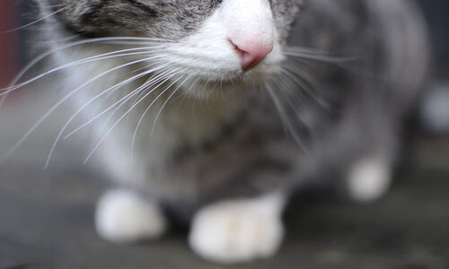 台球比赛中的“心理战”现场实录，台球实战心理策略